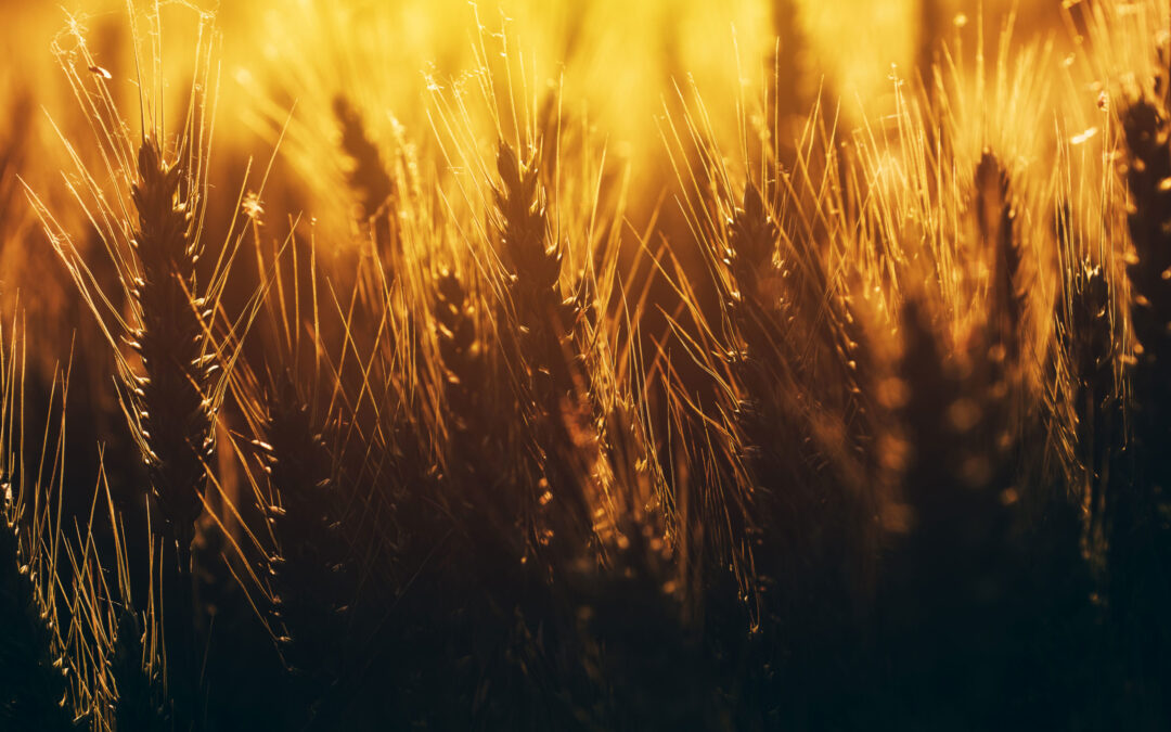 2022 in Review: A Note of Thanks to Our Partners