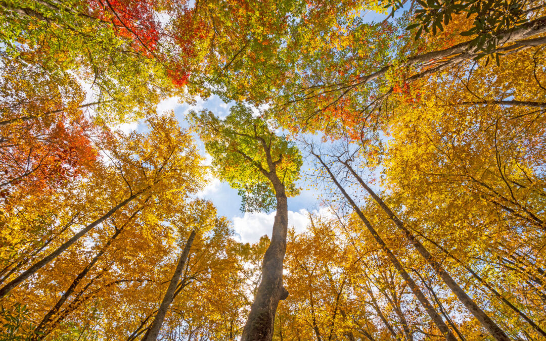 Emerging Impacts: Going Deeper on the Effects of MacKenzie Scott’s Large, Unrestricted Gifts