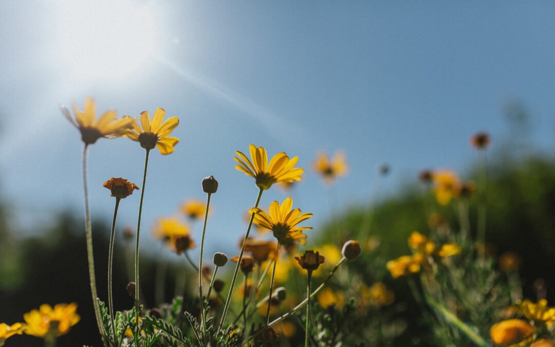 How Can Major Individual Givers Best Support Nonprofits?